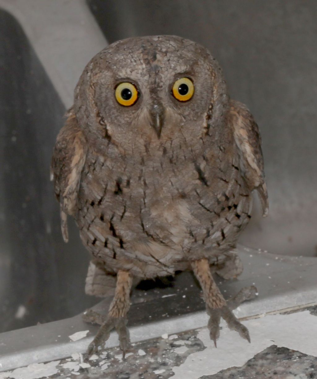 Otus scops (Assiuolo)?